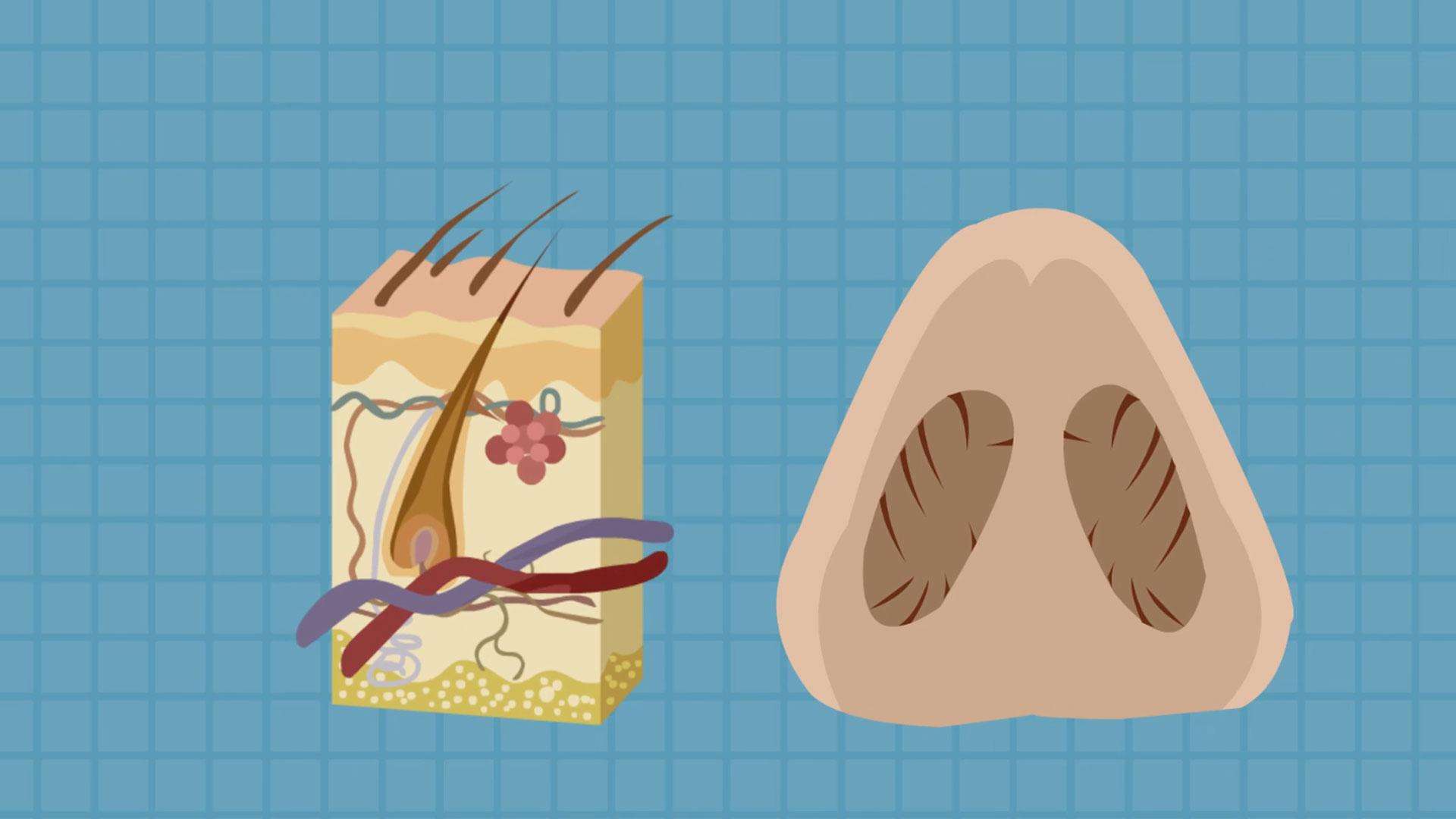 鼻の脂肪溶解注射 1回の効果を比較！ | 北千住静脈瘤クリニック