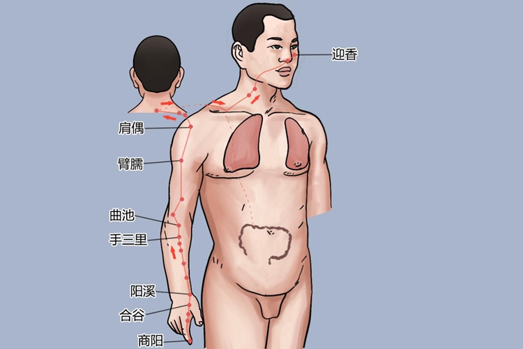 手阳明大肠经经脉循行图 手阳明大肠经经脉循行图