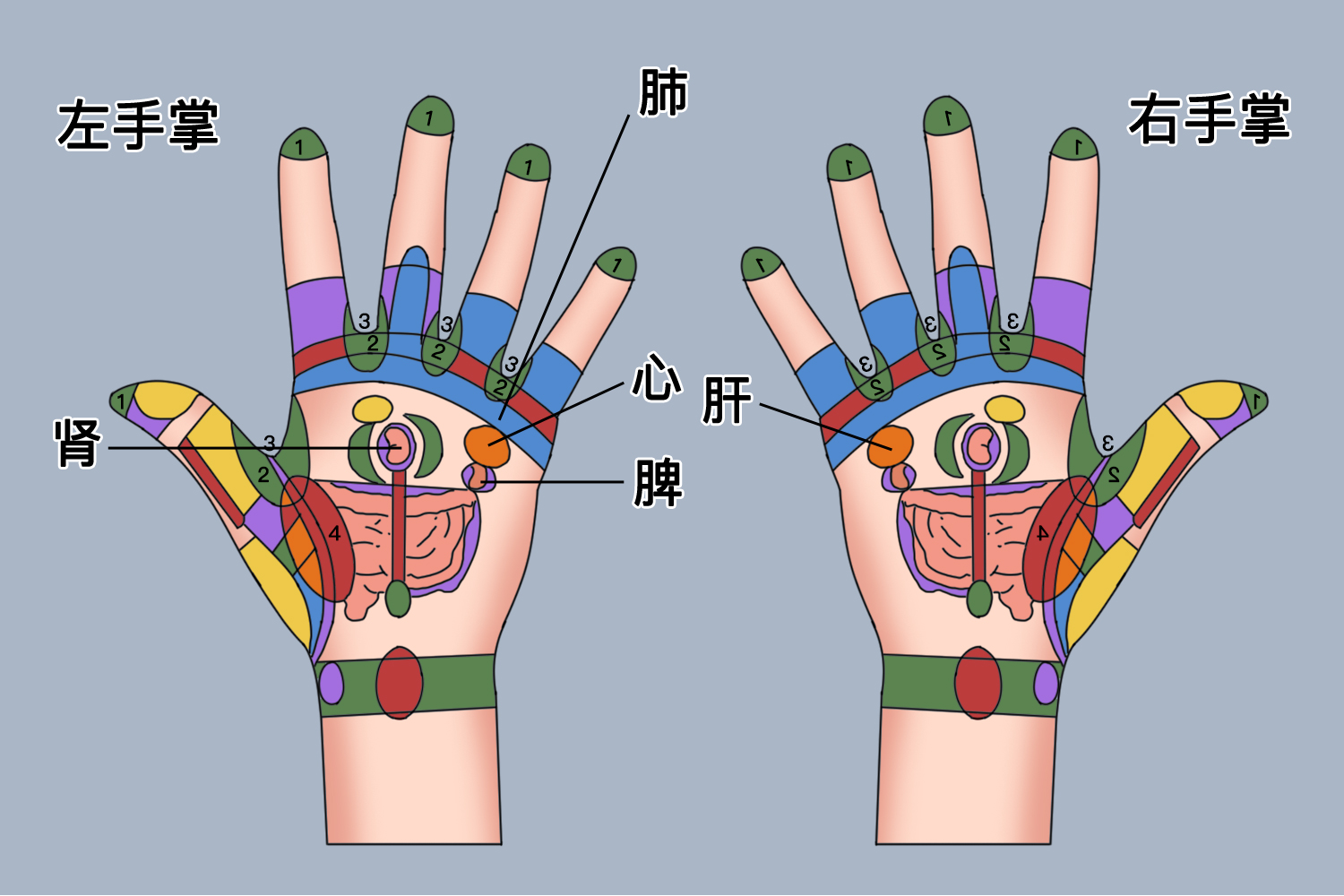 手代表五脏的图