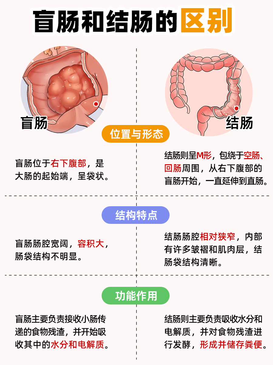 盲肠与结肠：大肠中的“双生子”？教你如何区分