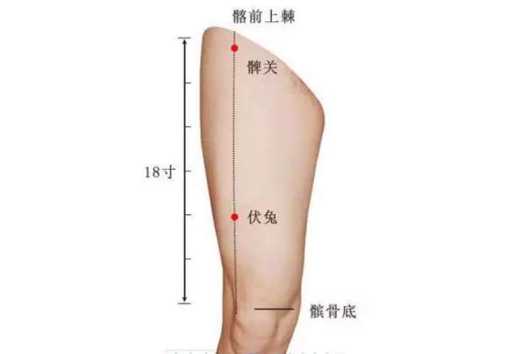 髀关穴和伏兔穴位置示意图