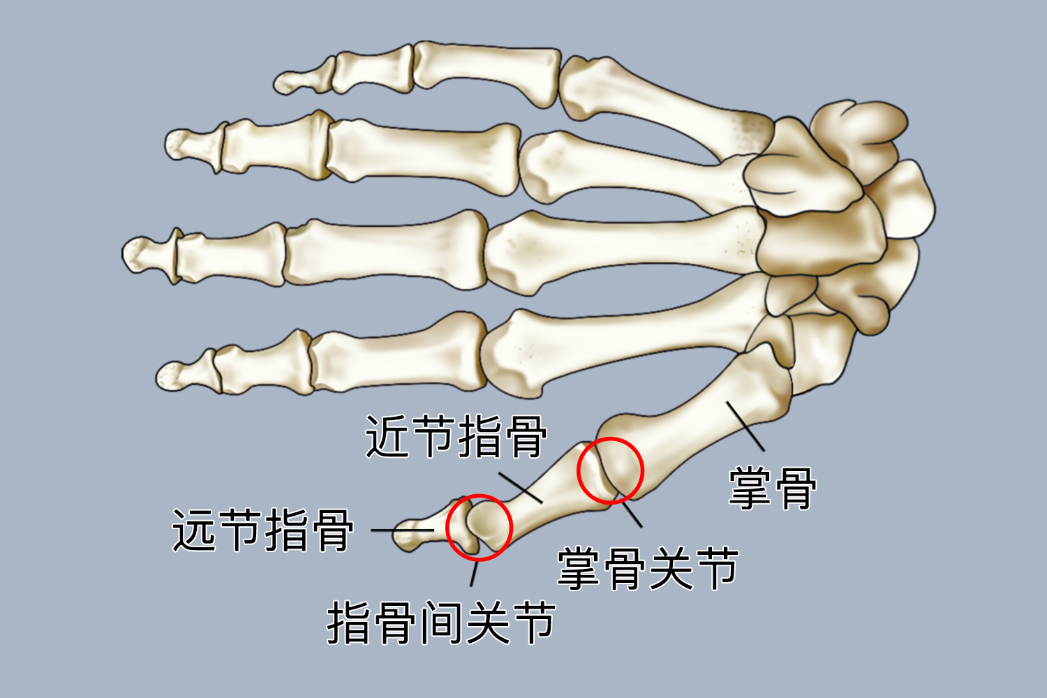 掌骨间关节图片