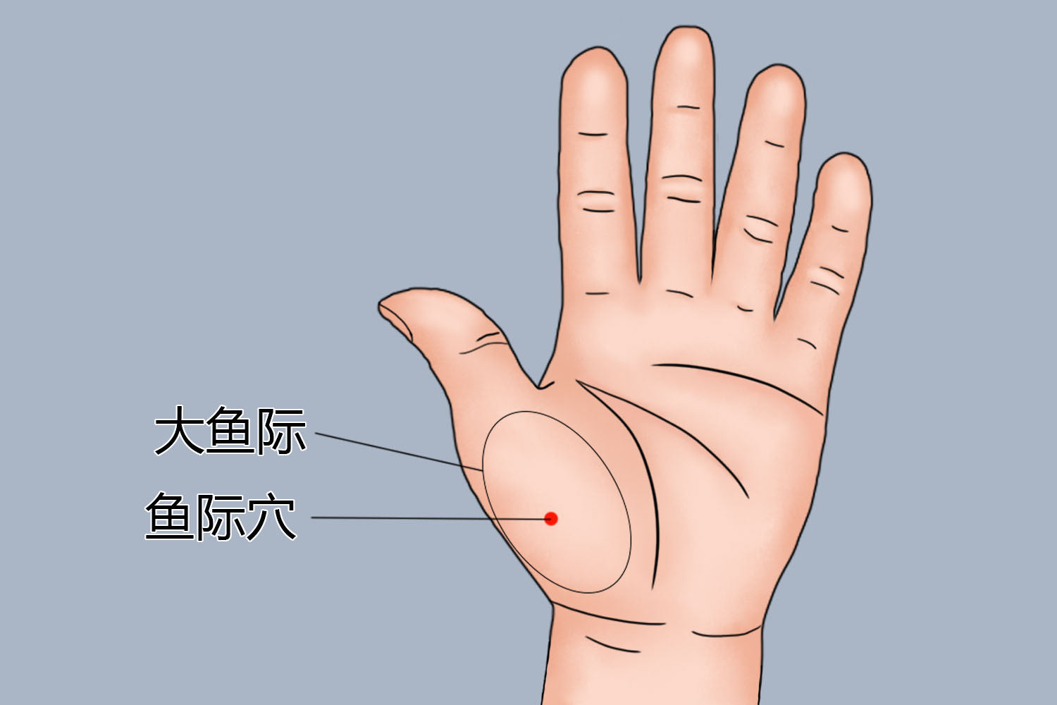 大鱼际位置及鱼际穴位置图