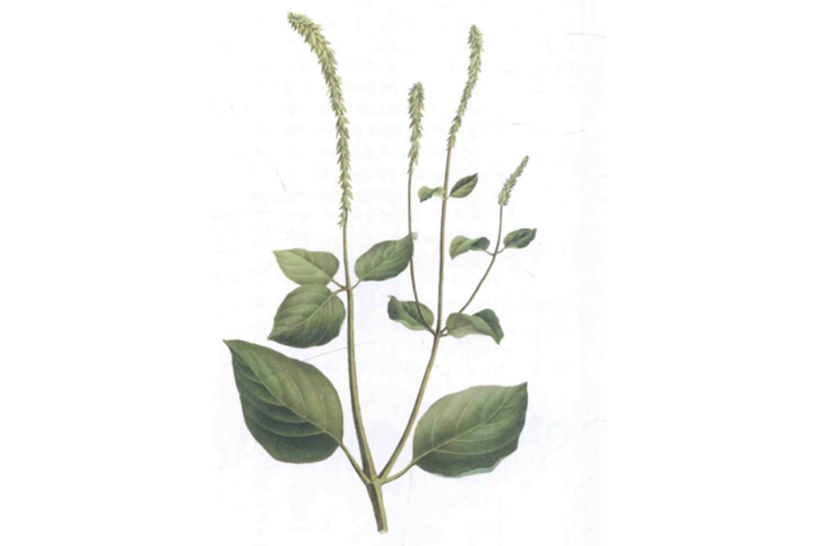 怀牛膝原植株图