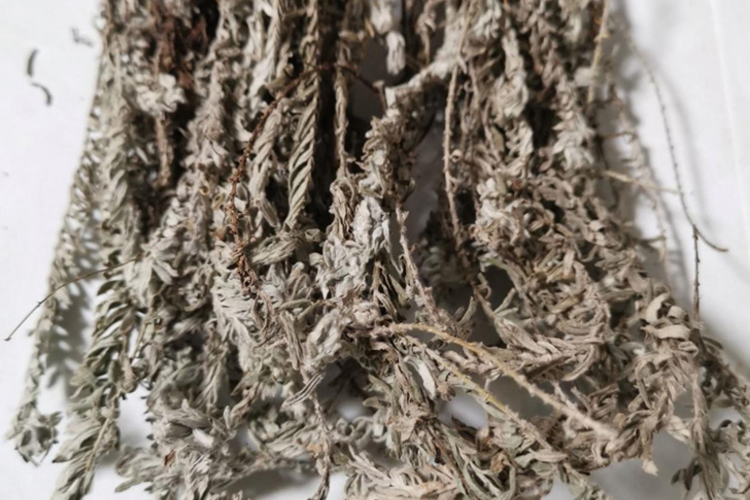 鹿茸草中药图