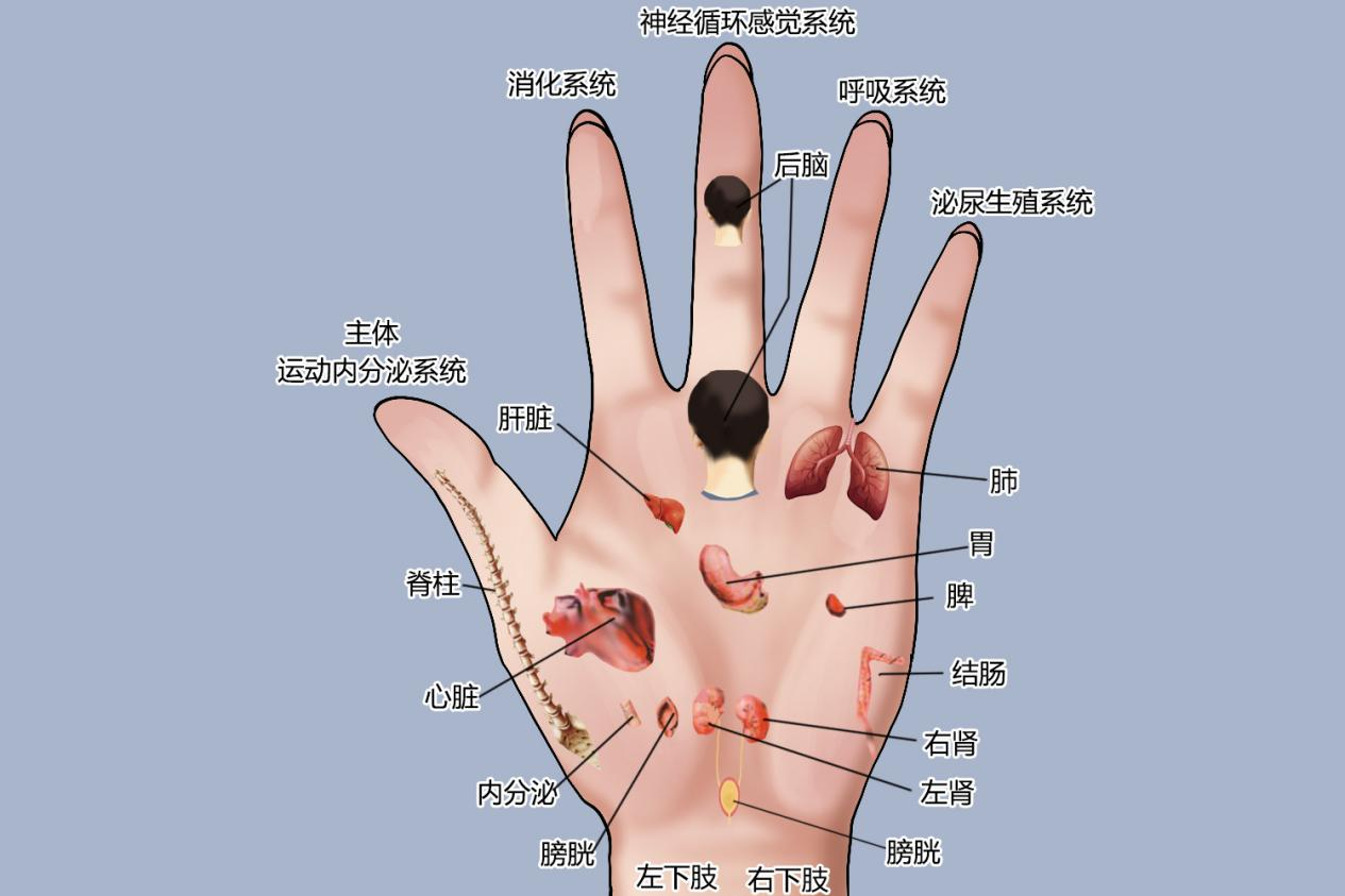手掌部反射区的位置及功能图
