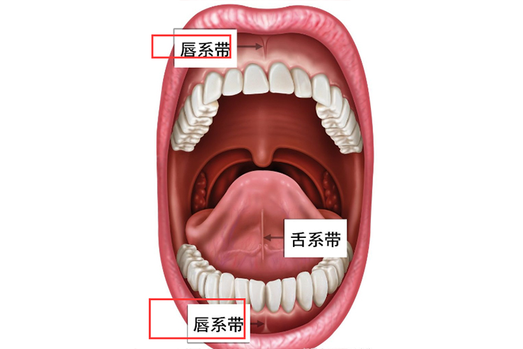 唇系带的正常图