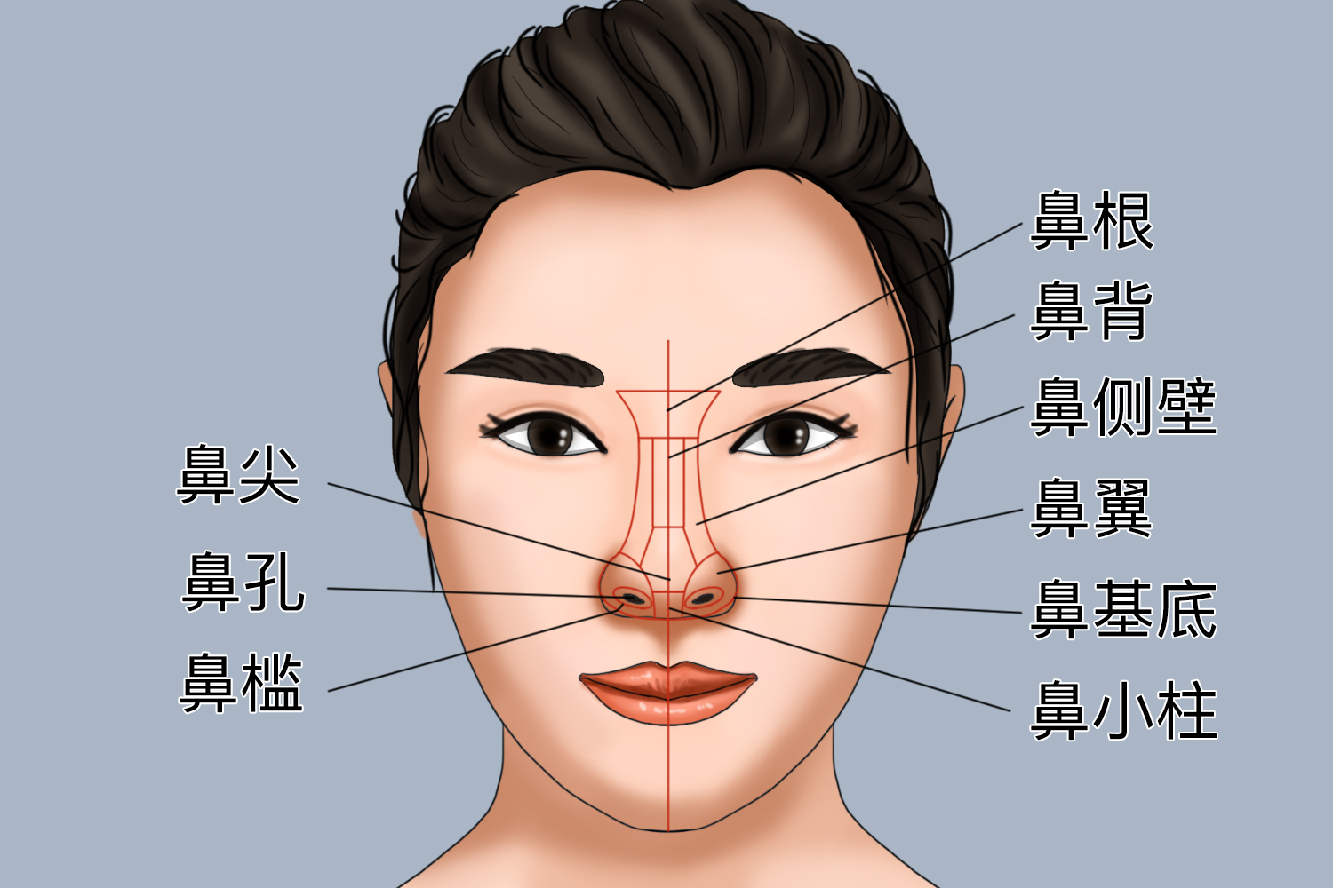 鼻子及其分部位置图 鼻子及其分部位置图