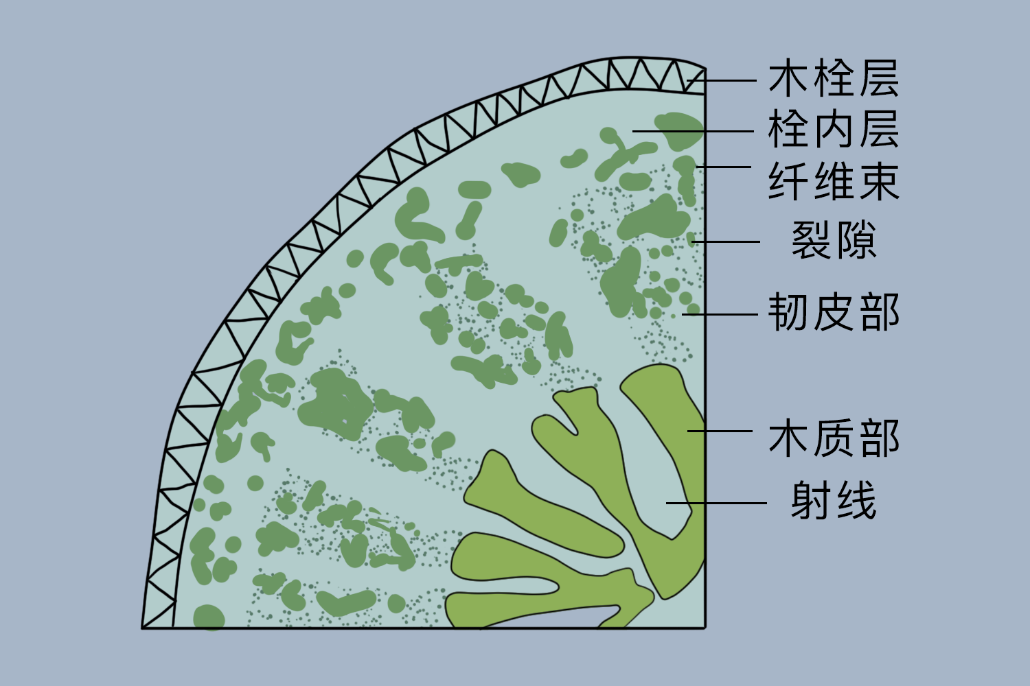 甘草根横切面显微简图 甘草根横切面显微简图