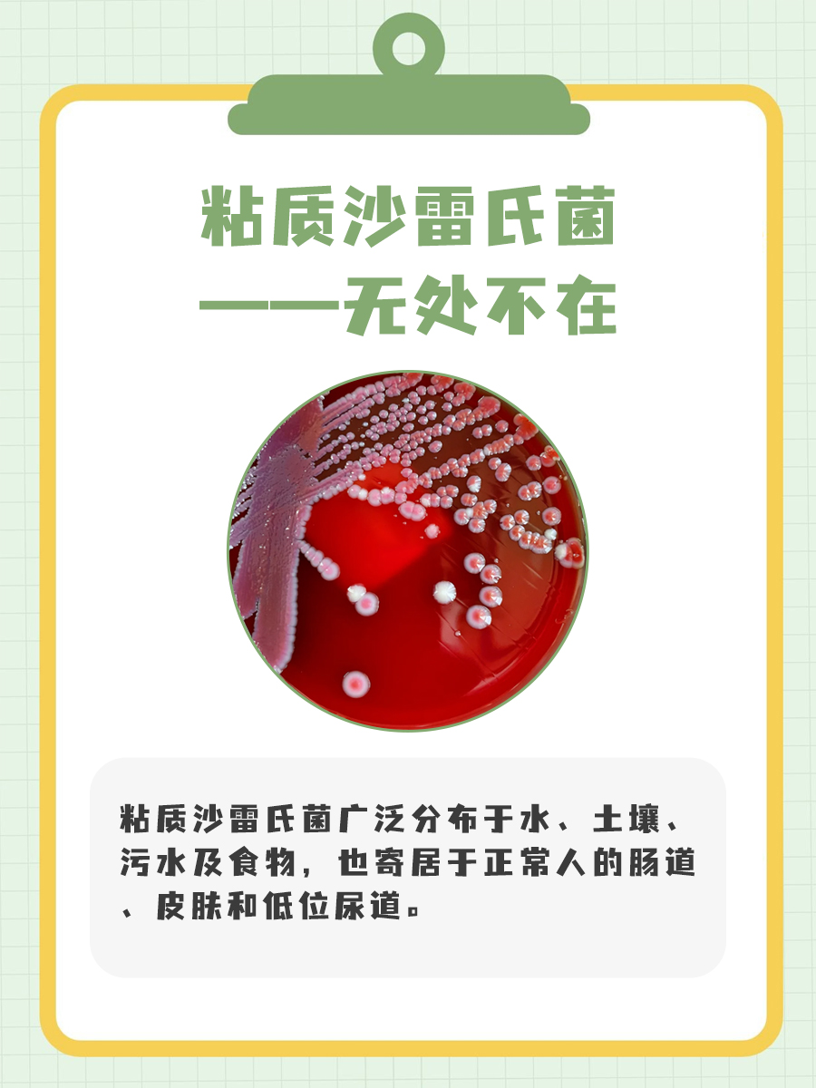 粘质沙雷氏菌：一种不容忽视的致病菌