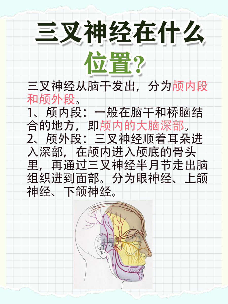 三叉神经在什么位置，你知道吗？