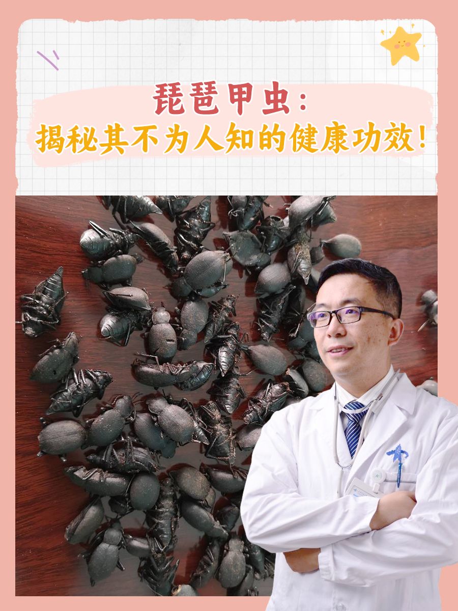 琵琶甲虫：揭秘其不为人知的健康功效！