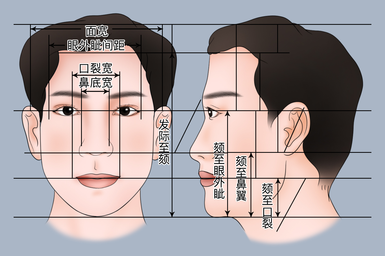 脸部黄金比例图