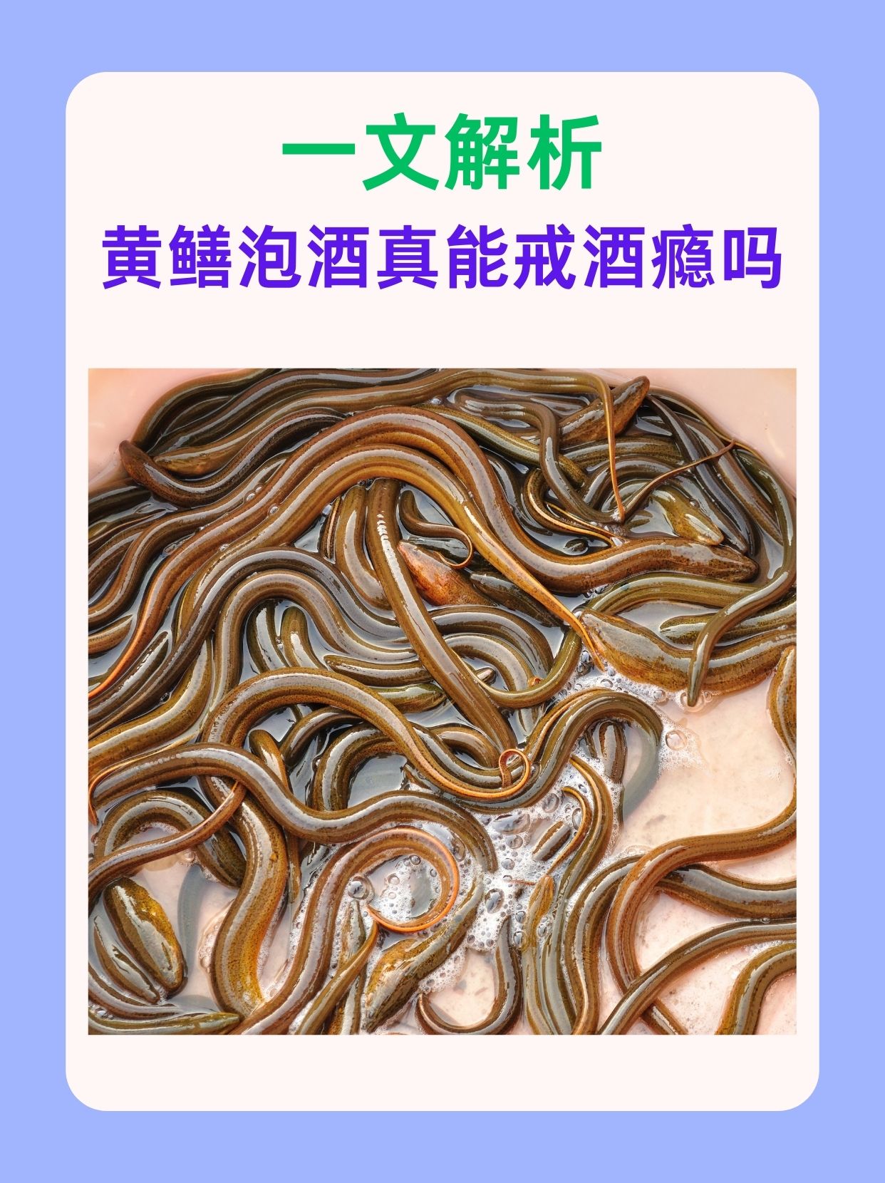 一文解析，黄鳝泡酒真能戒酒瘾吗