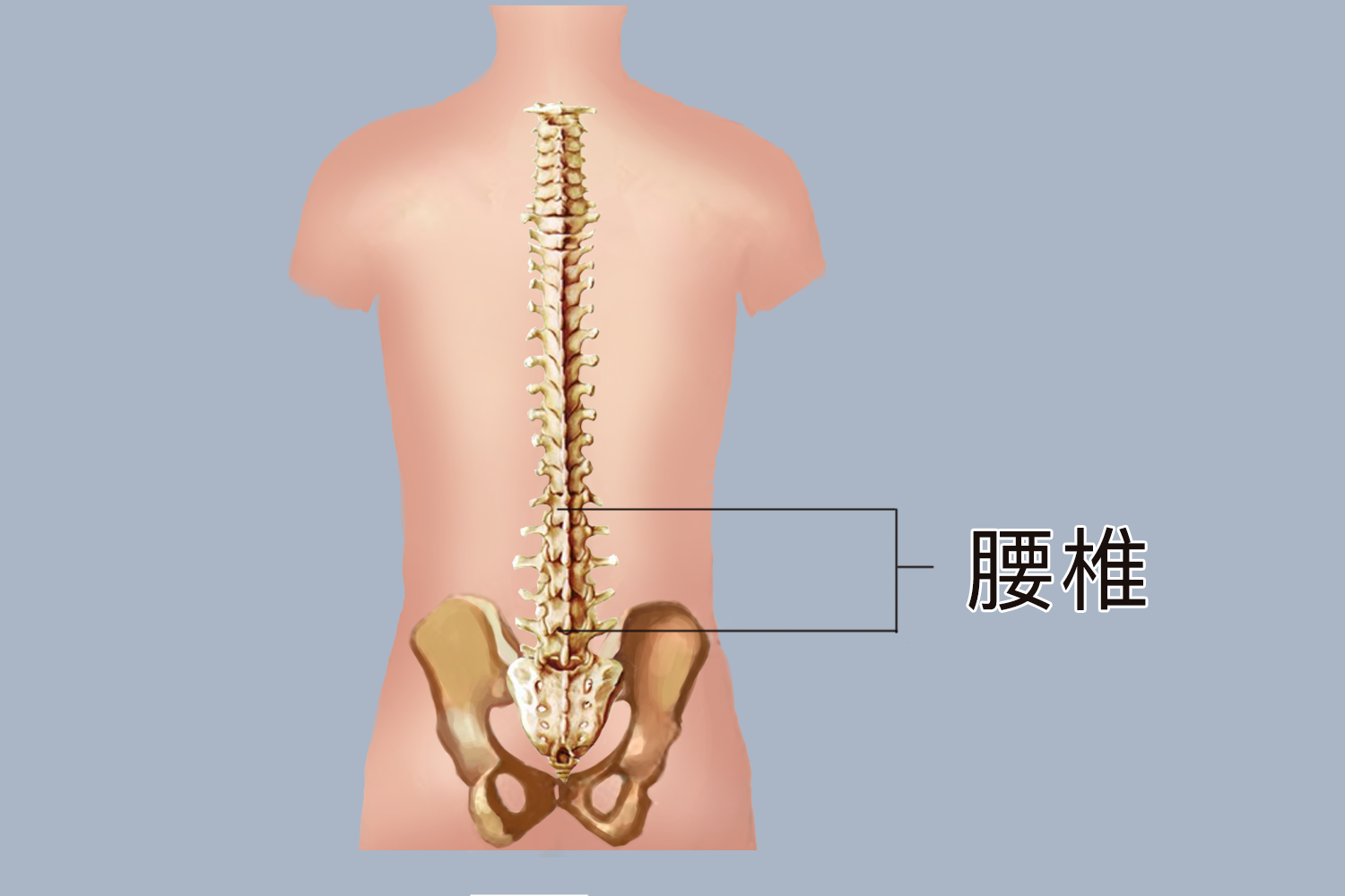 腰椎位置图