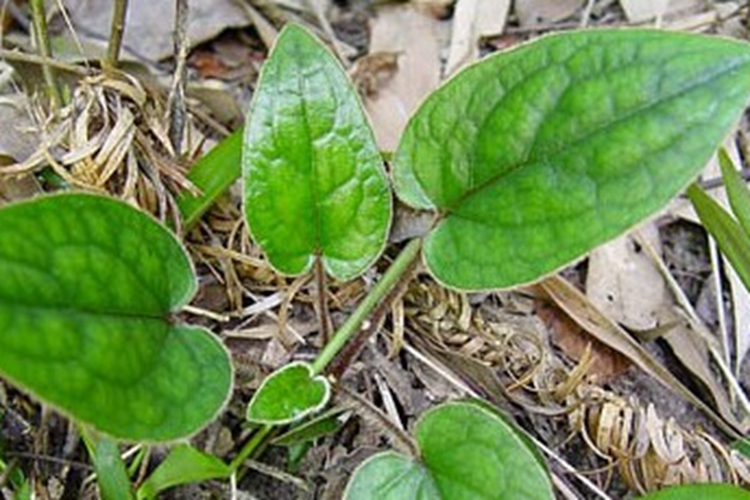 一支香植株形态图