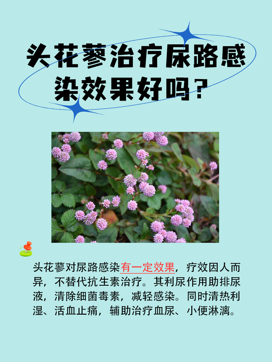头花蓼治疗尿路感染效果好吗？真相揭晓