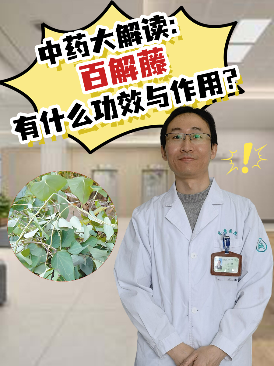 中药大解读:百解藤有什么功效与作用?