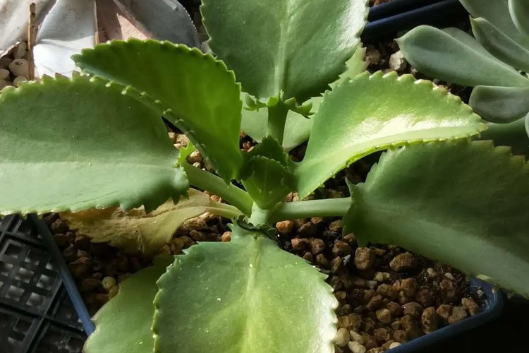 伤药草药植株图