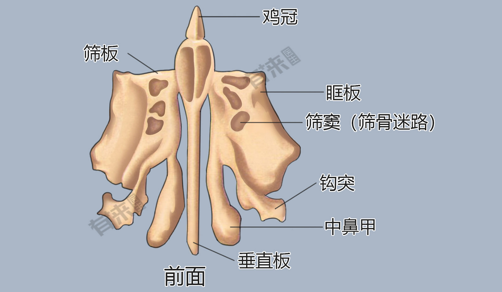 筛骨解剖图三维图片