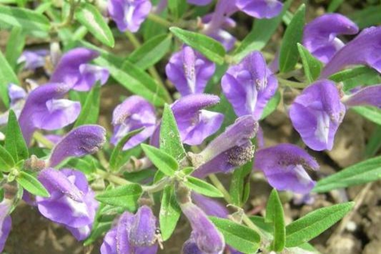 大黄芩植株图 大黄芩植株图