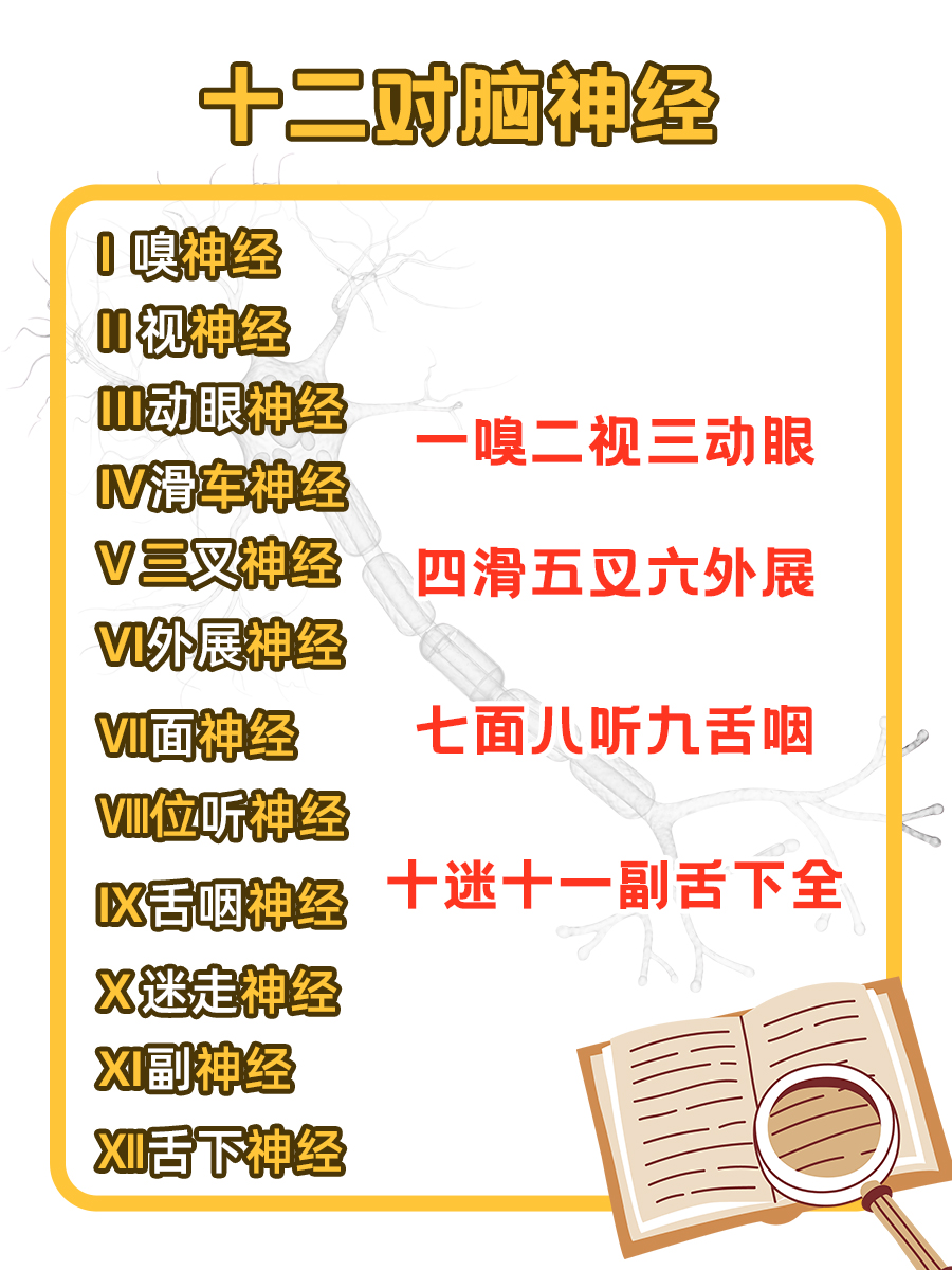 十二对脑神经巧记口诀！快收藏！