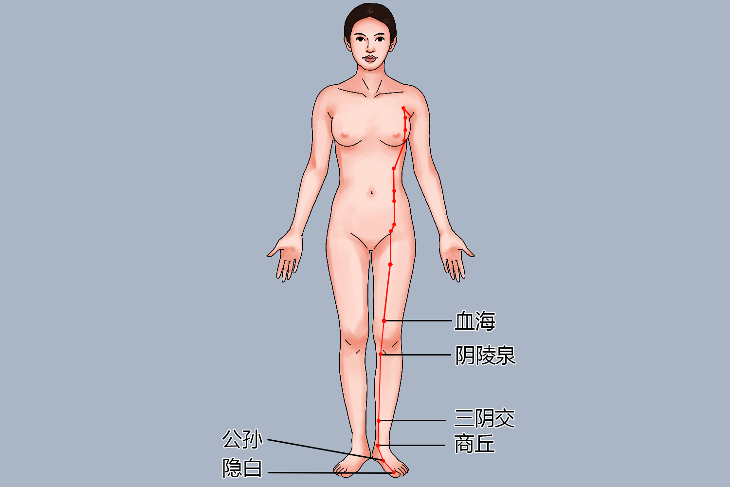 6个脾经常用穴位位置图