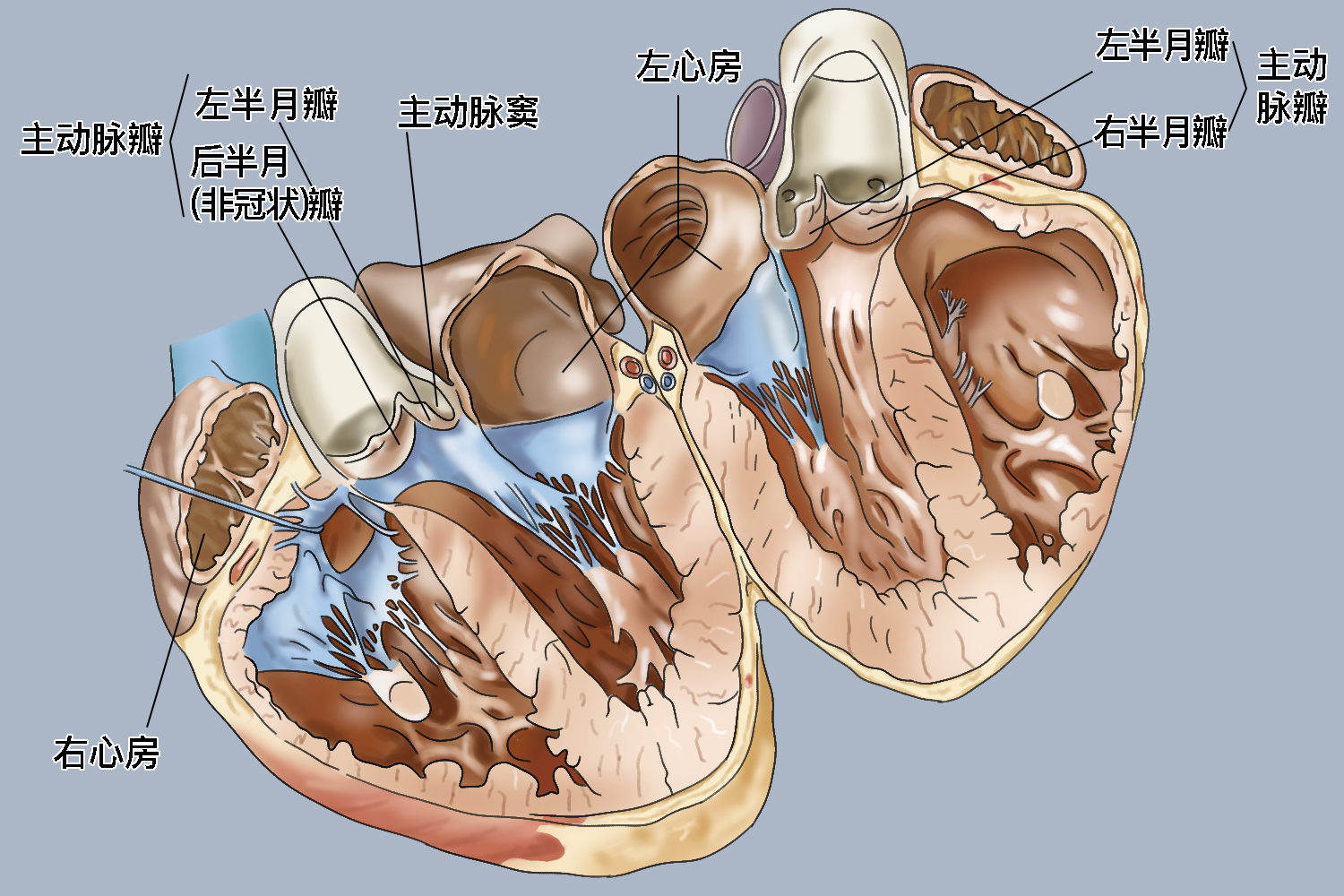 主动脉窦位置图 主动脉窦位置图