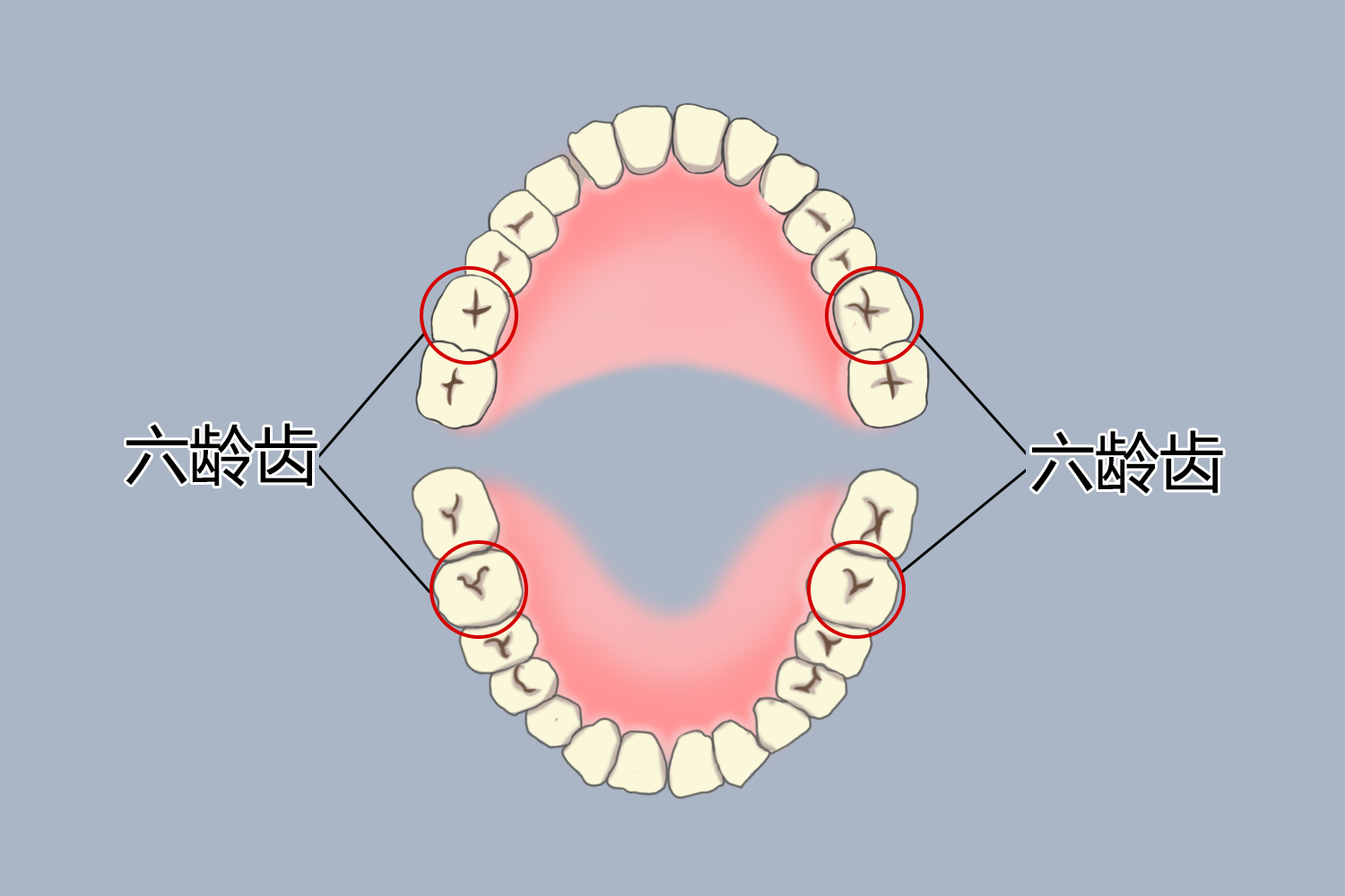 六龄齿位置图