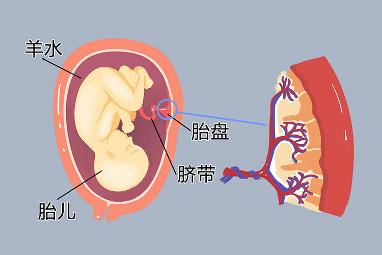 胎儿脐带结构图 
