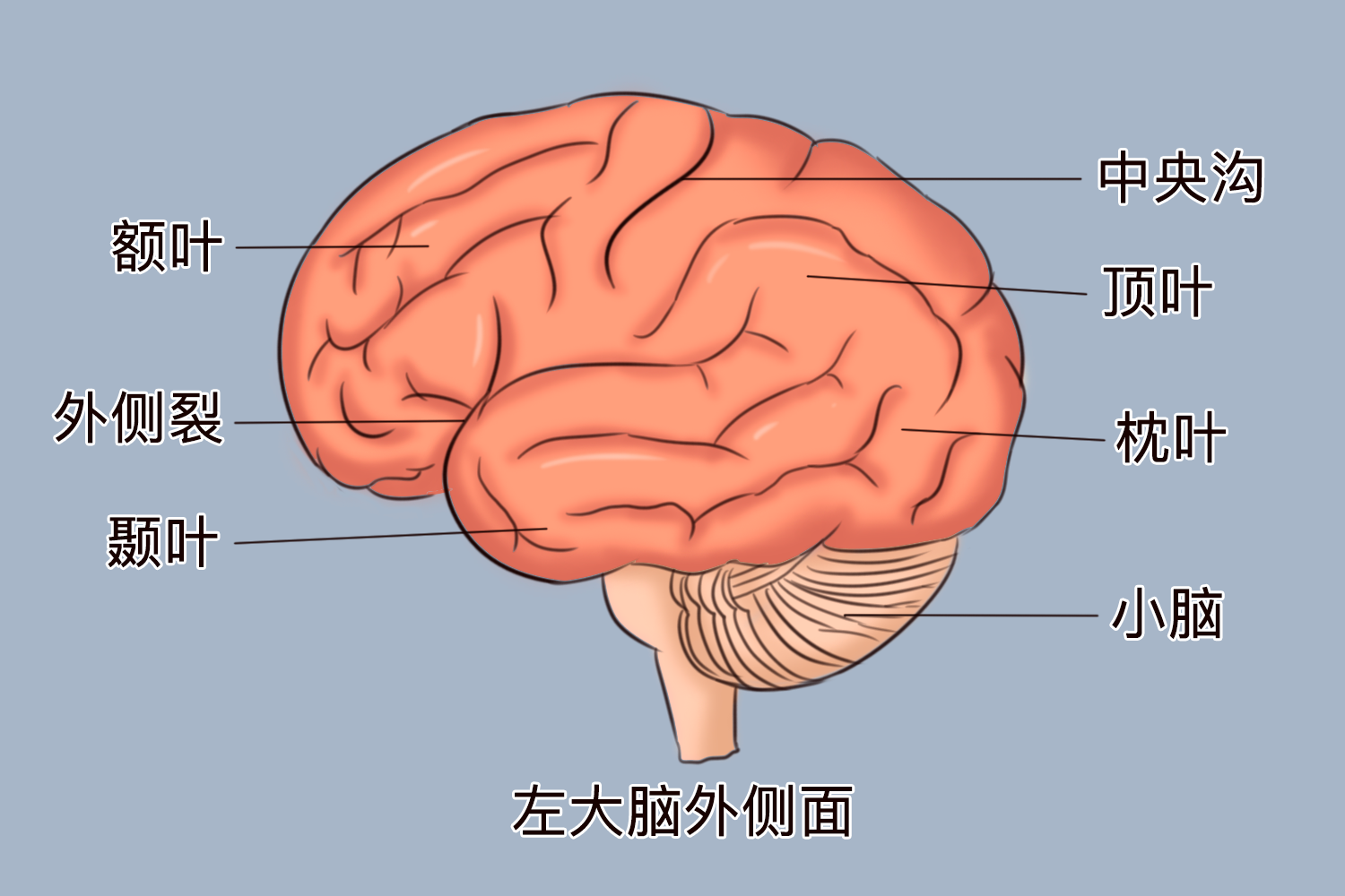 颞叶在大脑位置图