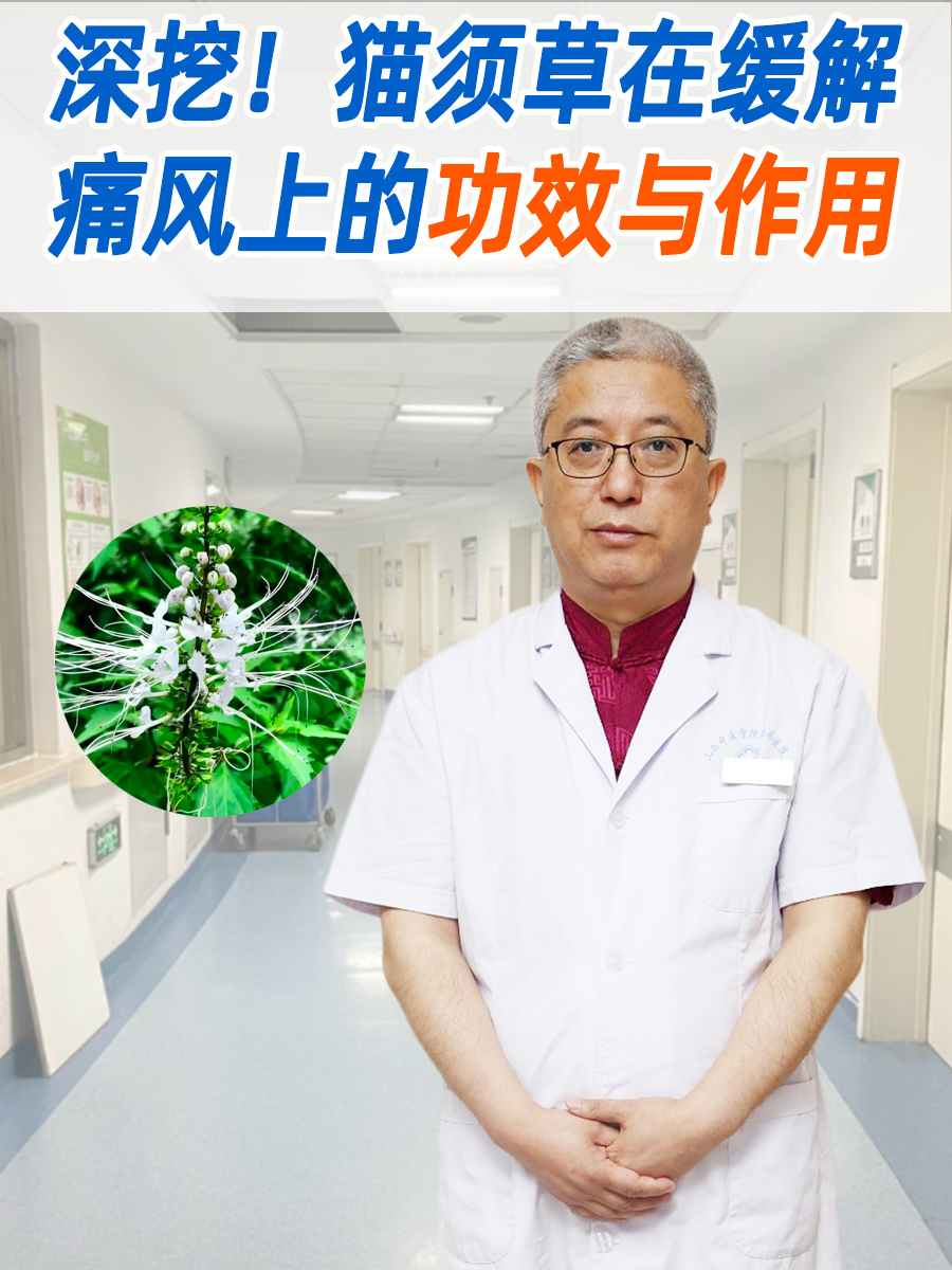 深挖！猫须草在缓解痛风上的功效与作用