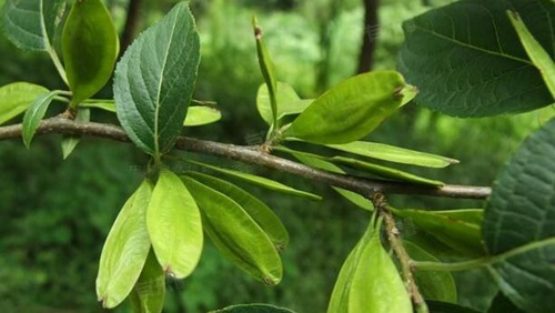 女人吃杜仲有哪些好处