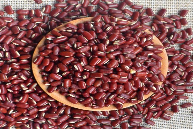 赤小豆图 赤小豆图