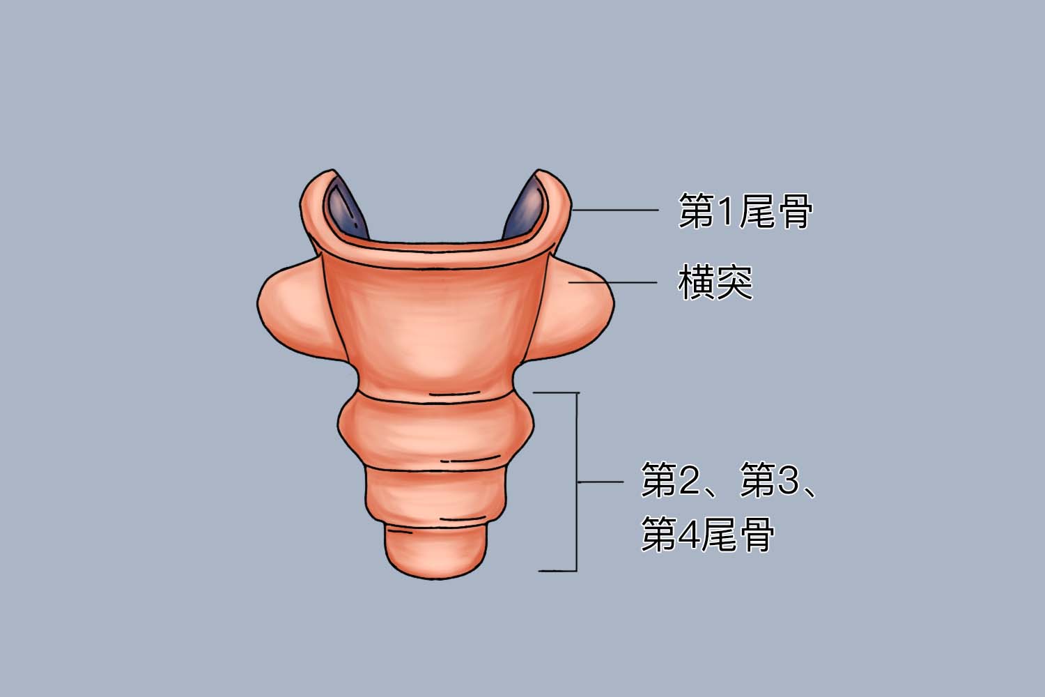 尾椎 位置图图片