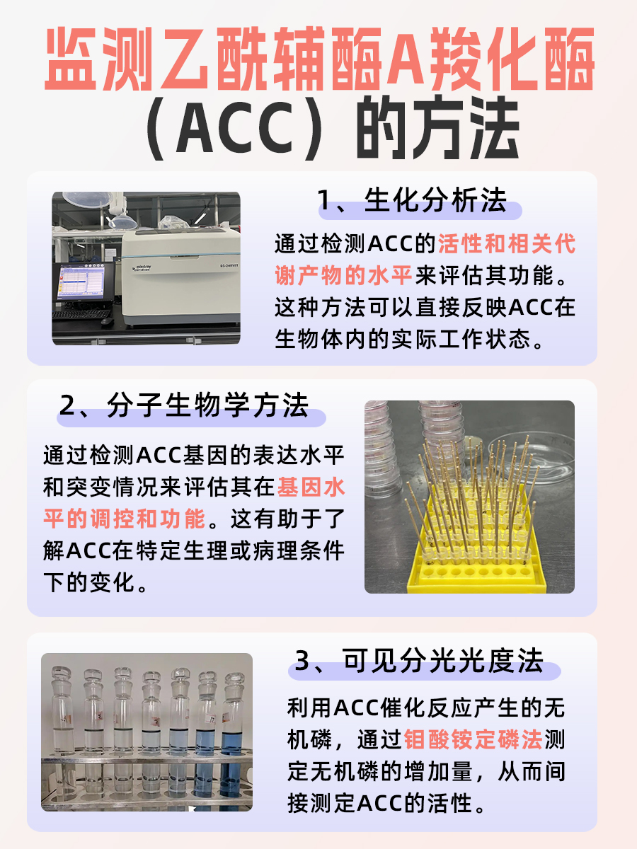 乙酰辅酶A羧化酶是啥概念，看这篇就够了！