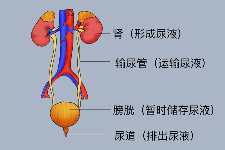 原尿形成部位图