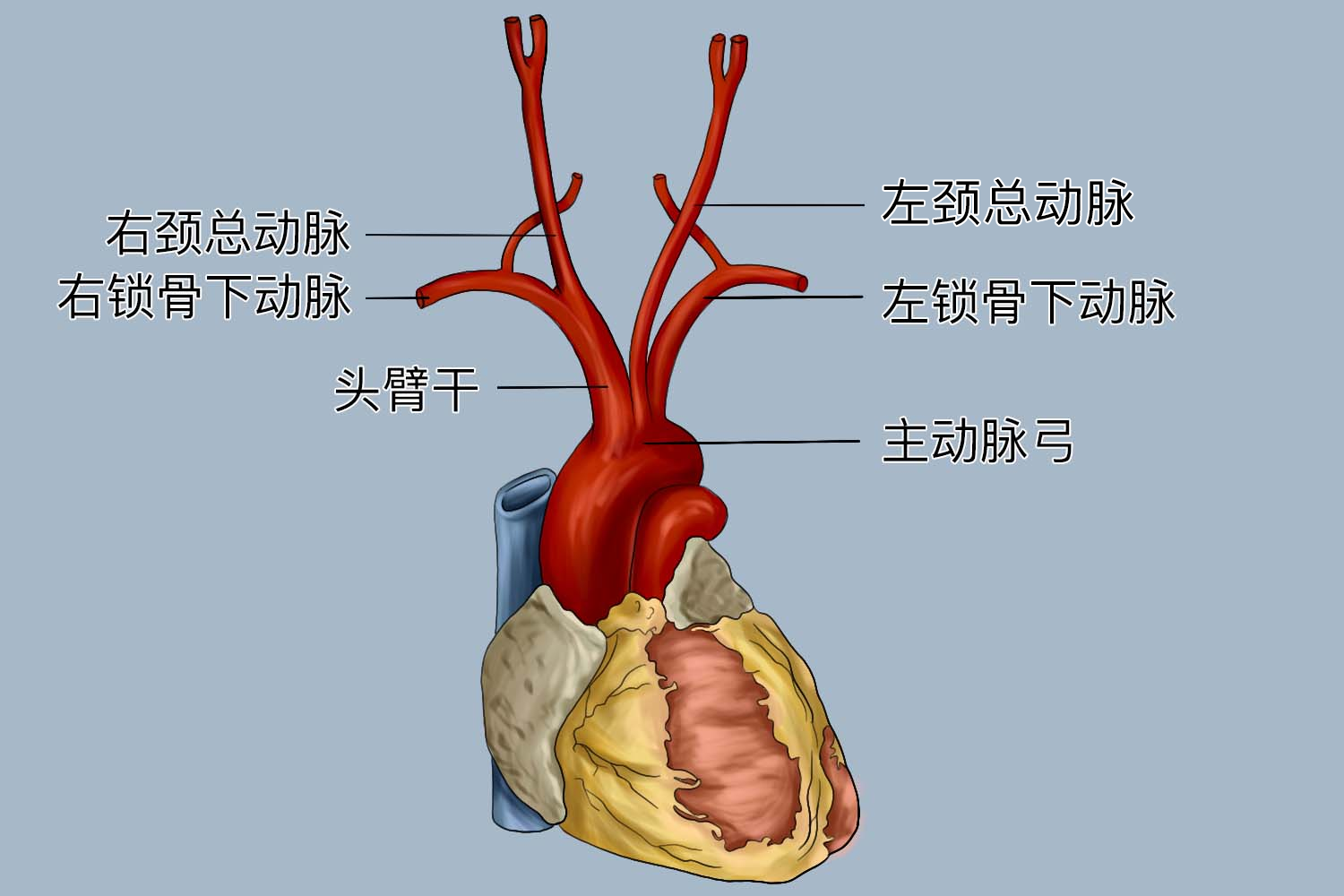 主动脉弓三大分支图 主动脉弓三大分支图