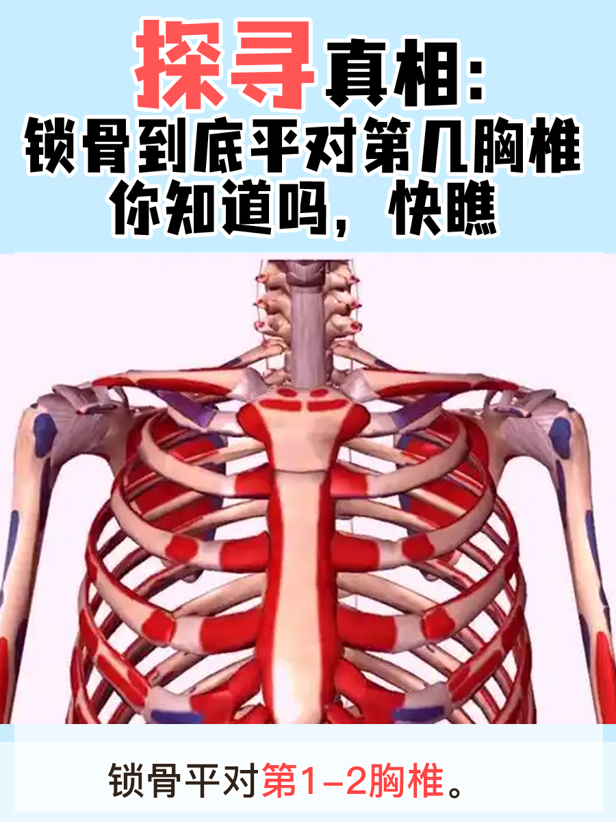 探寻真相：锁骨到底平对第几胸椎你知道吗，快瞧