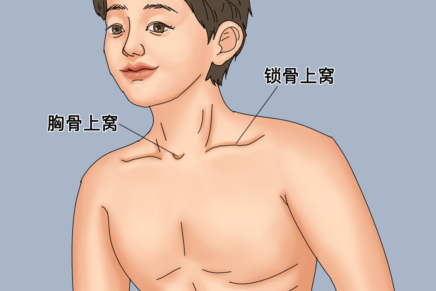 支气管呼吸音听诊部位图