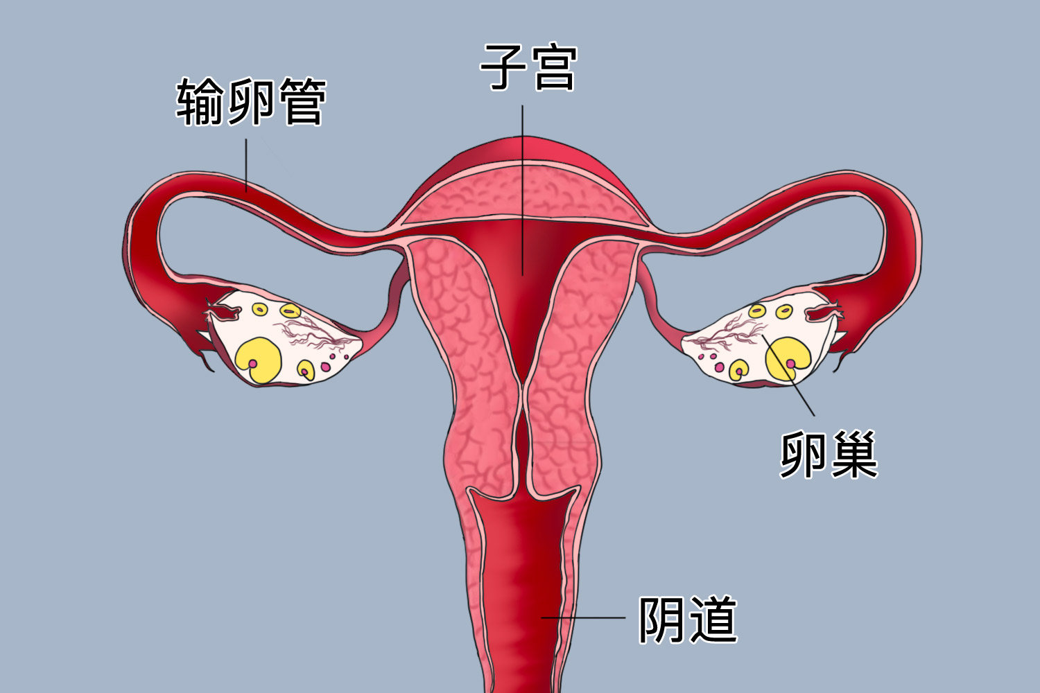 女性生殖管道图