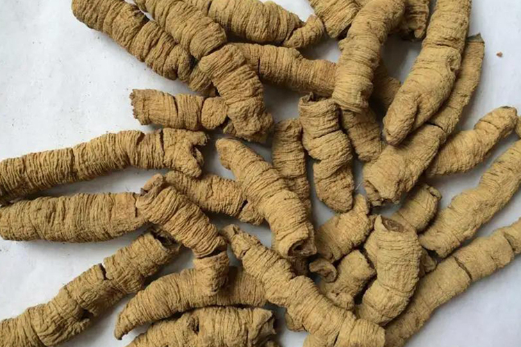 巴戟天图 巴戟天图