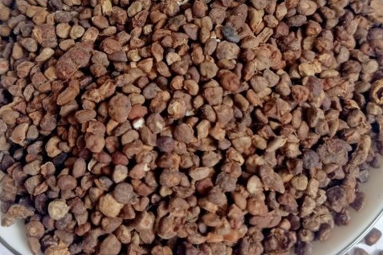 盐益智仁图 盐益智仁图