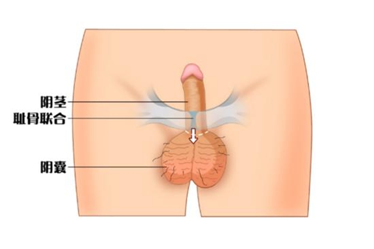 男性阴茎、阴囊图