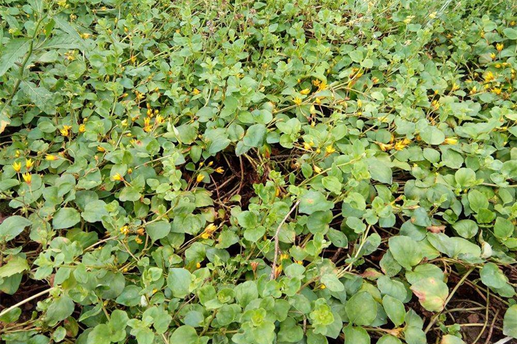 大金钱草植株图