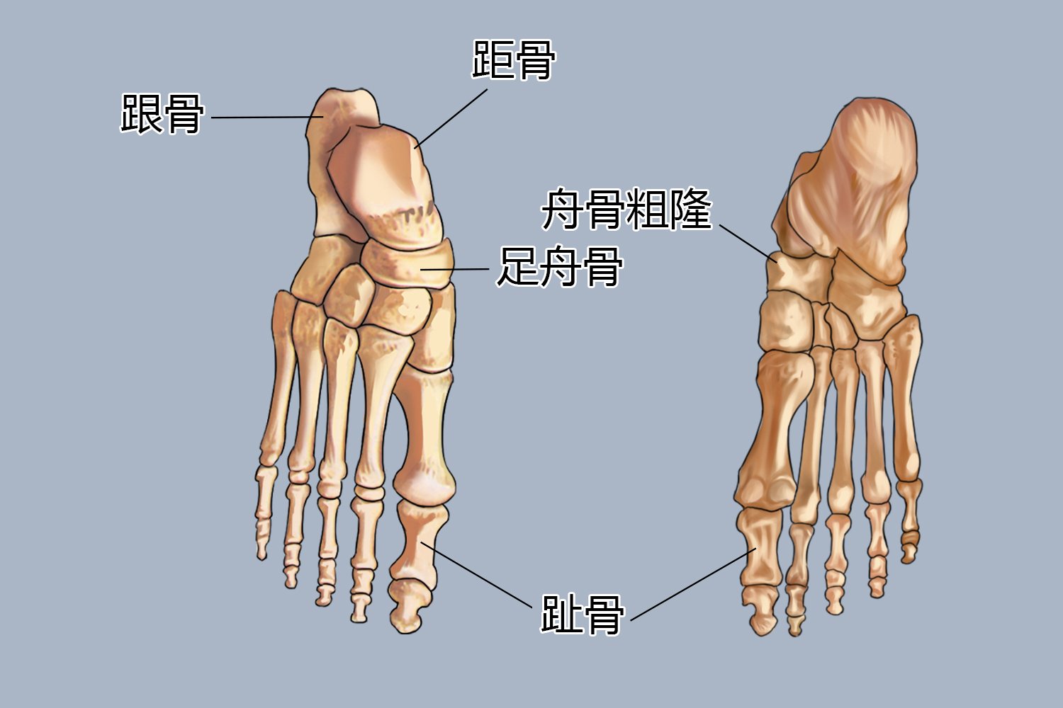 舟骨粗隆位置图 舟骨粗隆位置图