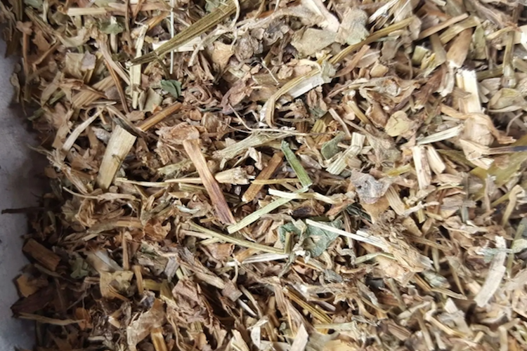 鸭脚艾草图 鸭脚艾草图