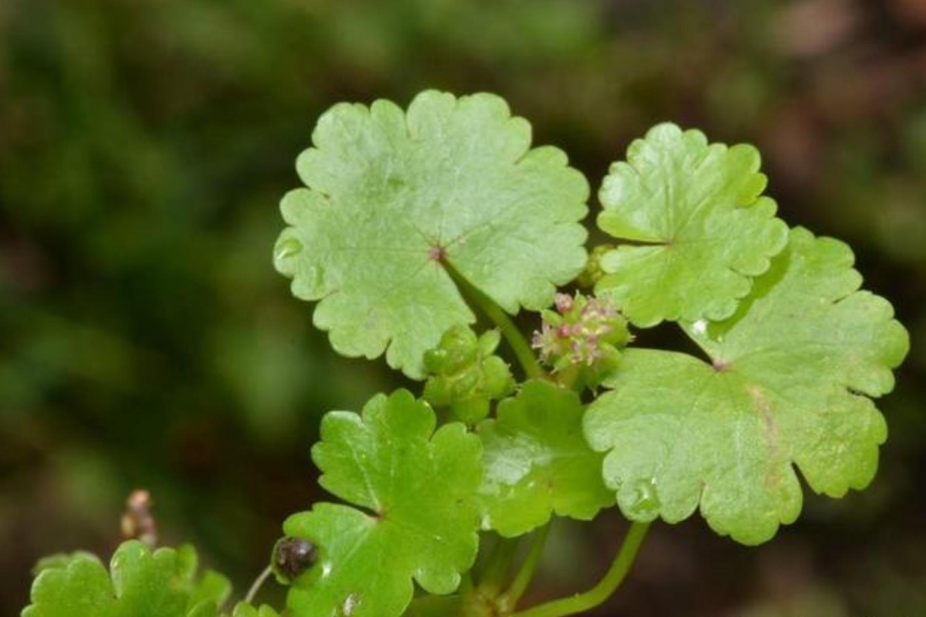 地星秀草的图片与功效_有来医生