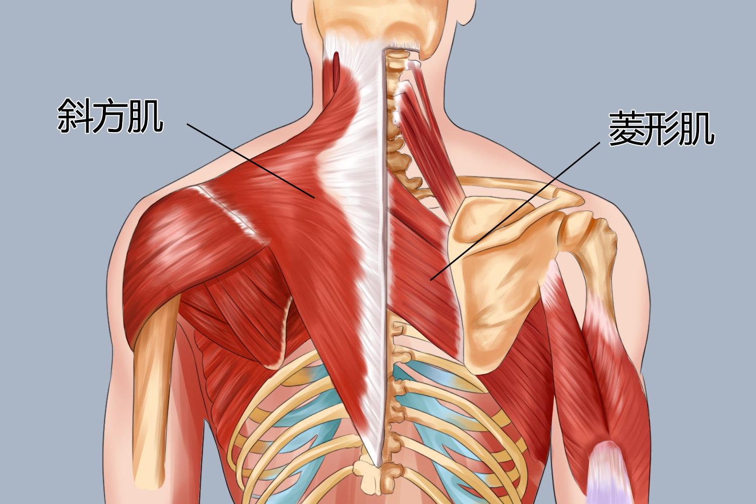 菱形肌的位置图 菱形肌的位置图