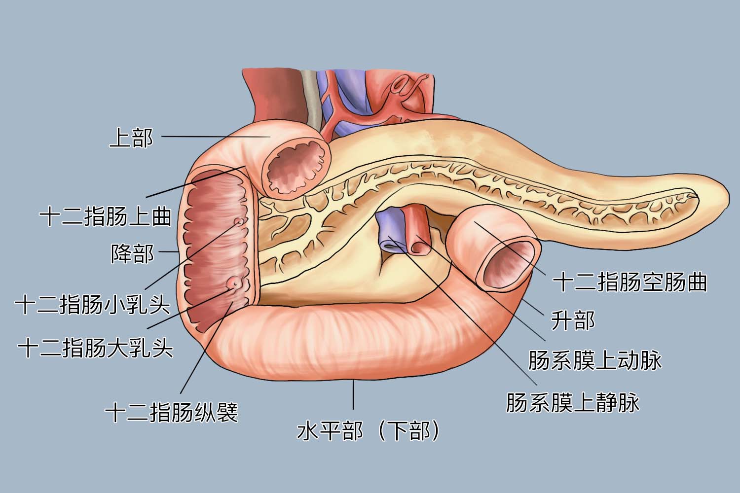 十二指肠位置图